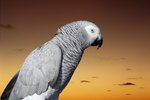 How to Make a Nest Box for an African Grey
