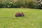 Ecosystem of a Rabbit
