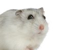 Can a Hamster Have a Period?