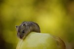 What Fruits Do Dwarf Hamsters Eat?