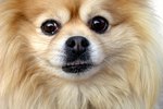 Treatments for Coughing and Asthma in Pomeranians