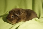 How to Get Rid of the Smell of Guinea Pig Scent Glands