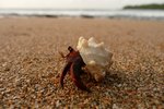 How to Keep Hermit Crabs Alive That Are from the Beach