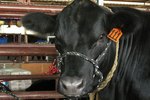 How to Make a Fitting Chute for Cattle