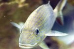 How do I Make Aquarium Fish Grow Faster?