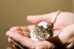 How Long Do Pet Mice Live?