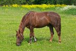 Tapeworm Symptoms in Horses