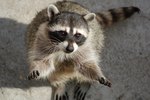Are There Rabies Shots for Raccoons?