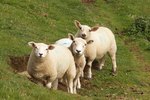 How Do I Build Muscle in Sheep?
