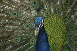 Information About the Peacock Bird