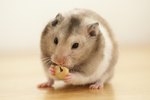 Do Pet Hamsters Need to Chew Wood?