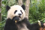Animals That Live With the Giant Panda