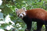 How the Red Panda Protects Itself