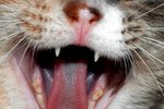 Skin Parasites in Cats