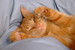 The Best Cat Constipation Medicines