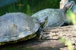 How to Find Freshwater Turtle Nests in the Wild