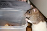 Foods for Rats in Pregnancy