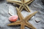 How Does a Starfish Regenerate?