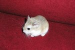 What Kind of Wheel Should I Use for My Roborovski Hamster?