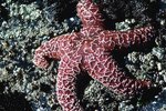 Does the Starfish Camouflage Itself?