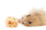 Can Dwarf Hamsters & Teddy Bear Hamsters Be Together?