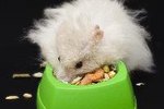 Does a Hamster Eat Yogurt?