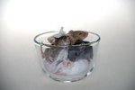 How Many Babies Do Pet Mice Have?