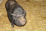 How to Trim a Pot-Bellied Pig's Feet
