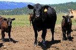 Tapeworm Treatments for Cattle