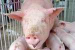 What Are the Treatments for Pinkeye in Swine?