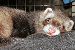 Are Ferrets Nocturnal?