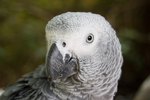 African Grey Parrot Allergies