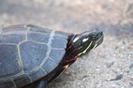 How to Care for Wild Painted Turtles
