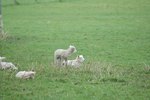 How to Treat Colic in Sheep