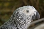 Diseases of African Grey Parrots