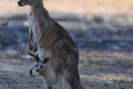 How Does Kangaroo Joey Eliminate Waste in a Mother's Pouch?