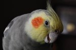 How to Potty Train a Cockatiel