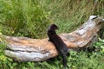 How to Identify Otters and Minks