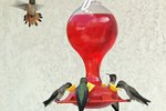 Which Animals Can Get Food from a Hummingbird Feeder?
