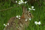 Do Cottontail Rabbits Hibernate?