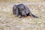 Puppy Bowel Movement Information