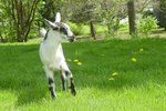 How to Identify and Treat White Muscle Disease in Goats