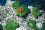 What Unique Trait Does a Starfish Have?