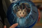 How Soon After Getting Hamsters Should You Start Putting Them in the Hamster Ball?