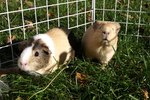 How to Keep a Pet Guinea Pig Warm
