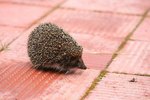 Are Hedgehogs Marsupials?