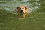 Floating Dock Accessories for Dogs