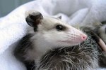 Diet of Opossums