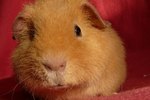 Upper Respiratory Infection in Guinea Pigs