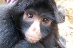 Are You Able to Have a Spider Monkey as a Pet?